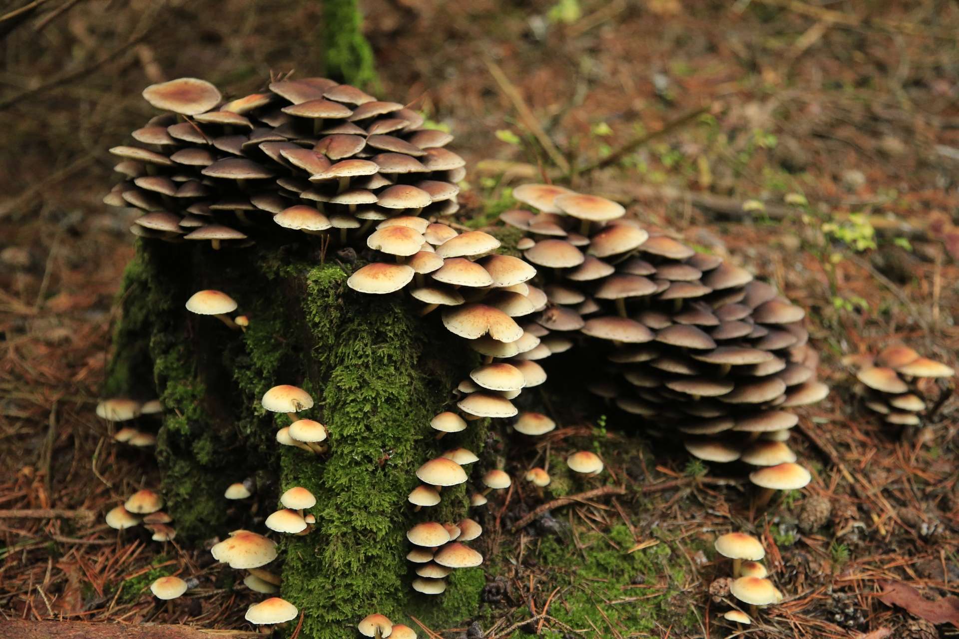 Bayrischer Wald - Pilze