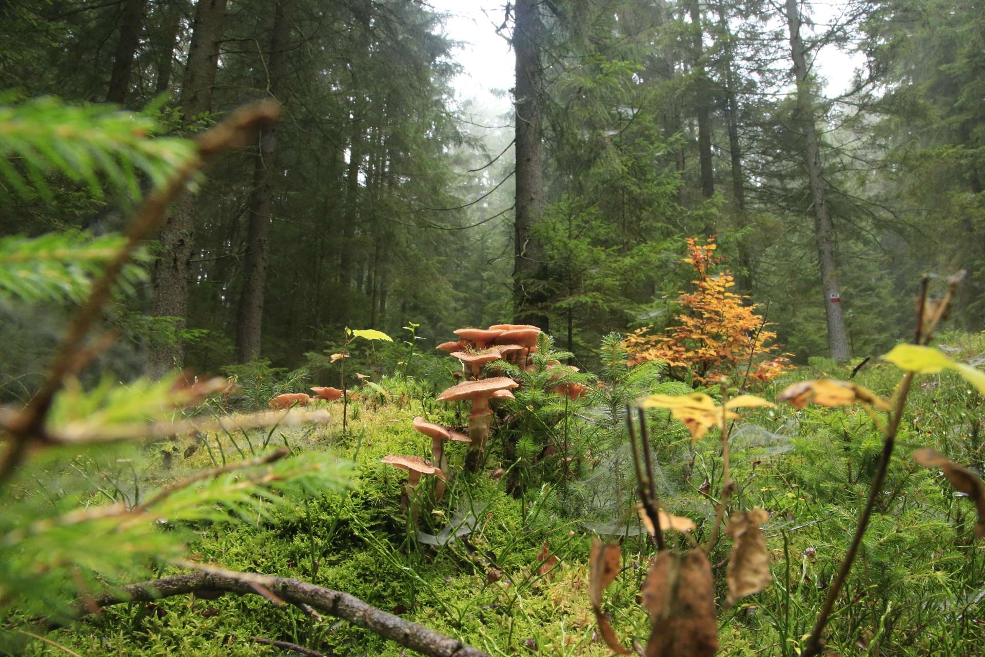 Bayrischer Wald - Pilze