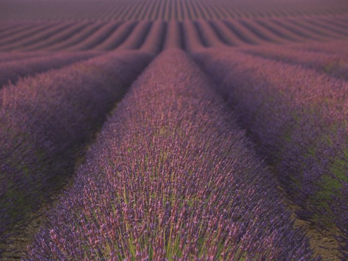 Lavendel Provence 2017